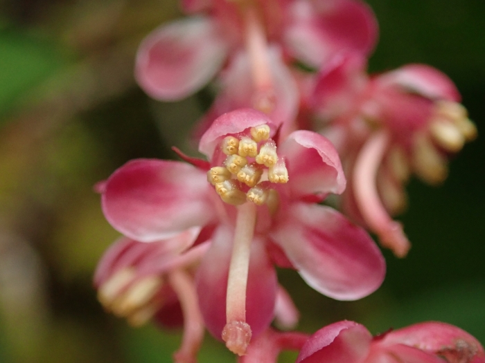 Pyrola asarifolia image