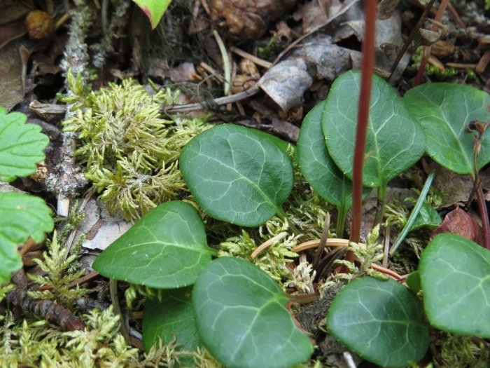 Pyrola chlorantha image