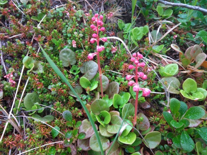 Pyrola media image