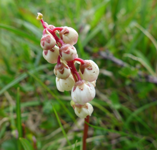 Pyrola minor image