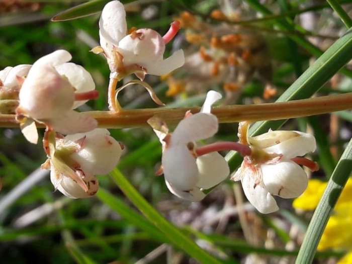 Pyrola rotundifolia image