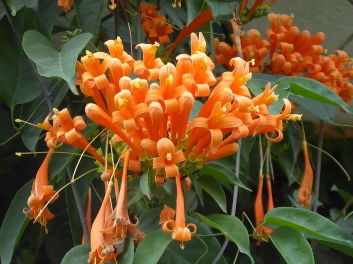 Pyrostegia venusta image