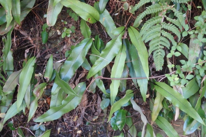 Pyrrosia lingua image