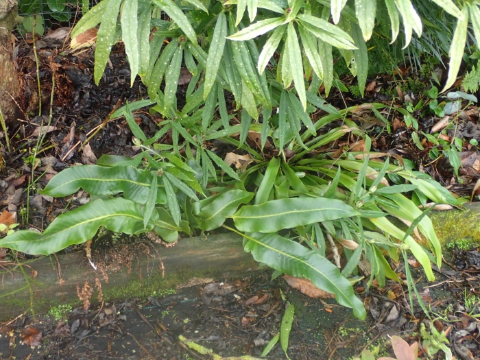 Pyrrosia sheareri image
