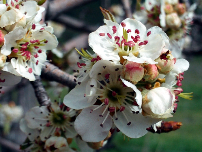 Pyrus bourgaeana image