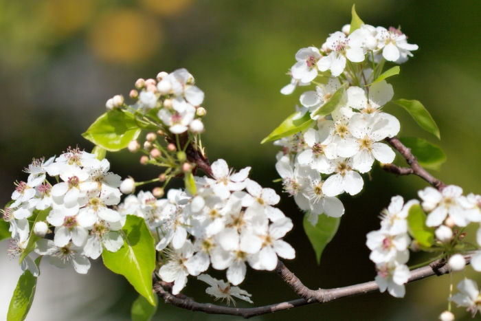 Pyrus calleryana image