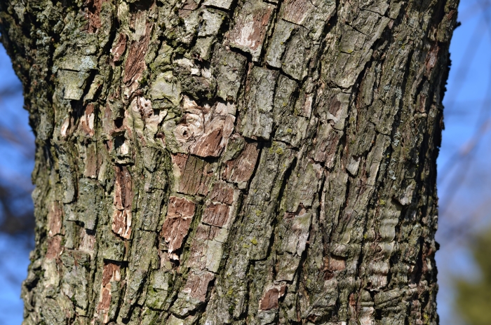 Pyrus fauriei image