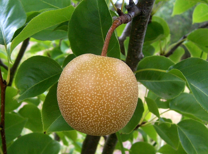 Pyrus pyrifolia image