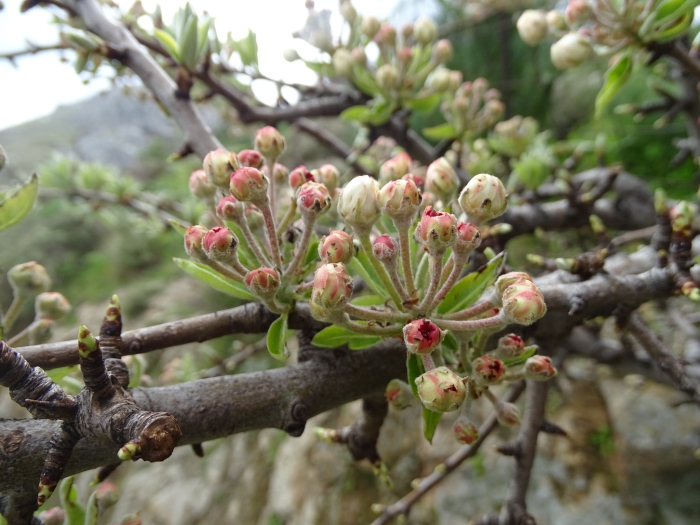 Pyrus spinosa image