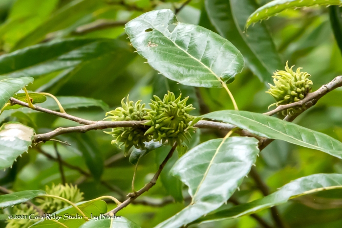 Quercus acutissima image