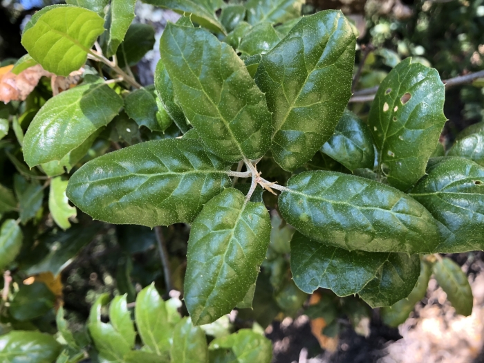 Quercus agrifolia image