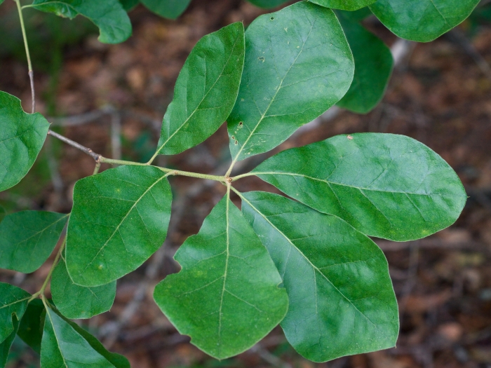 Quercus arkansana image