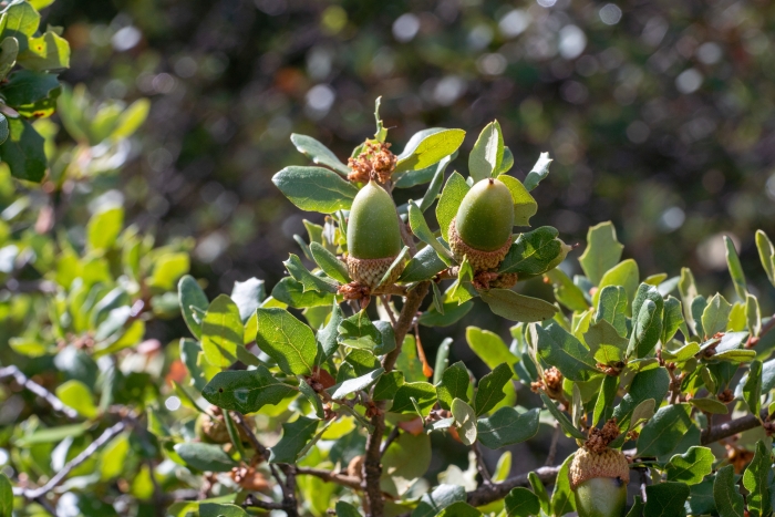 Quercus berberidifolia image