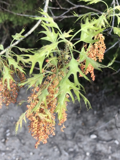 Quercus buckleyi image