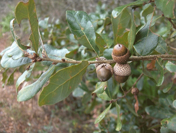 Quercus chapmanii image
