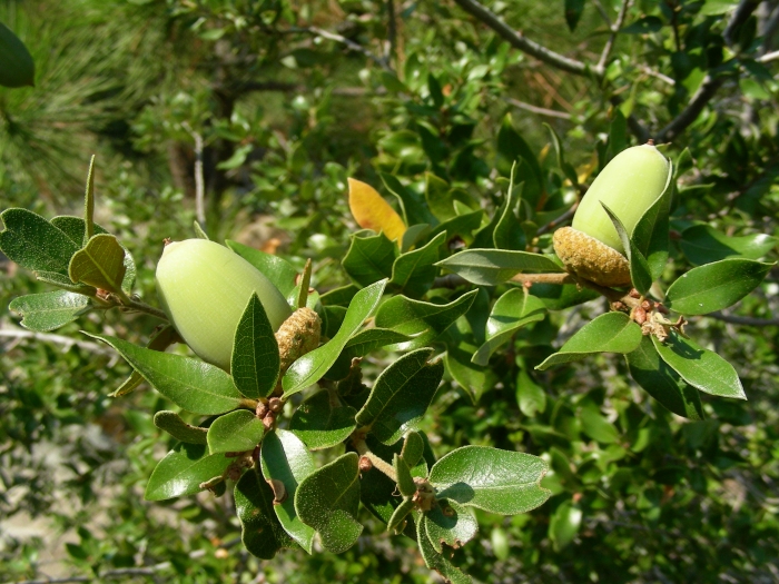 Quercus chrysolepis image