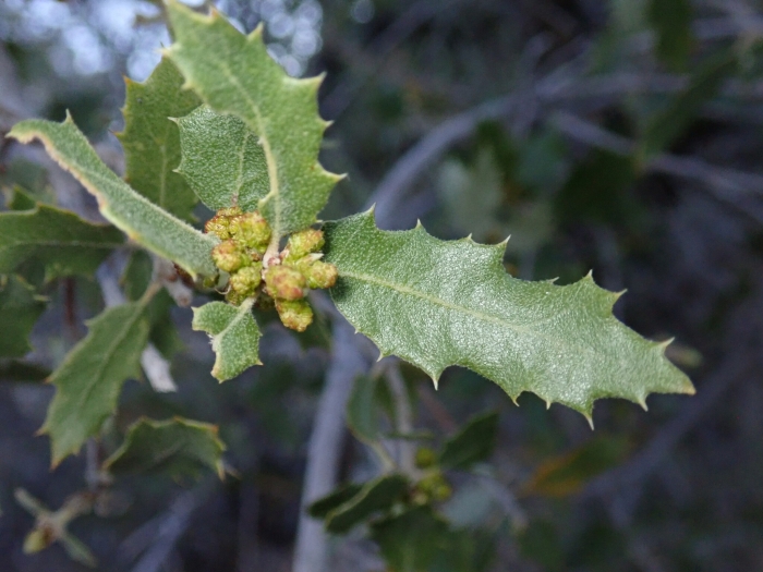 Quercus cornelius-mulleri image