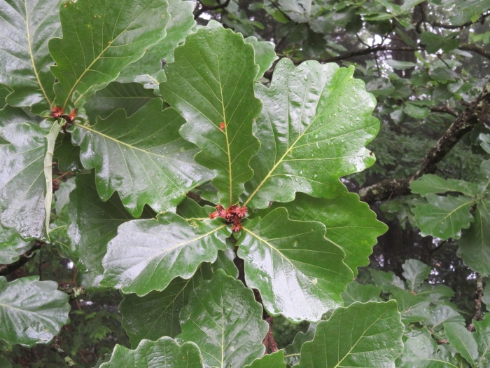 Quercus dentata image