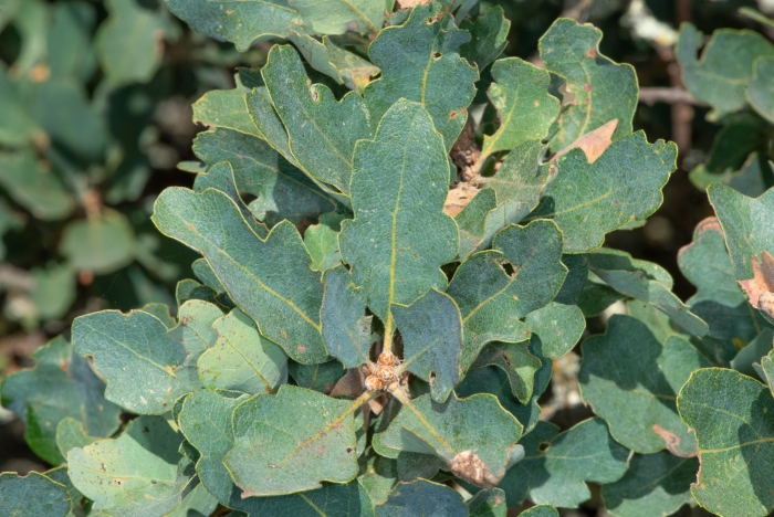 Quercus douglasii image