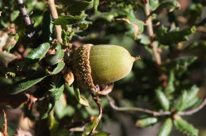 Quercus dumosa image