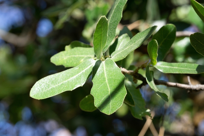 Quercus emoryi image