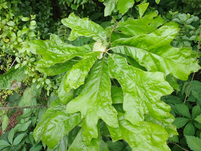 Quercus falcata image