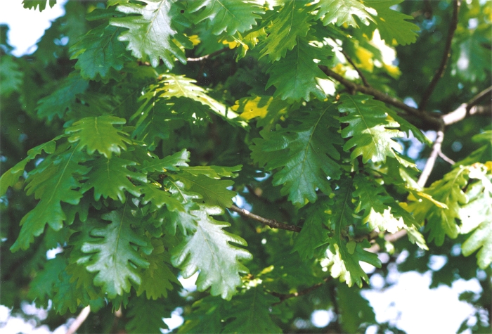 Quercus frainetto image