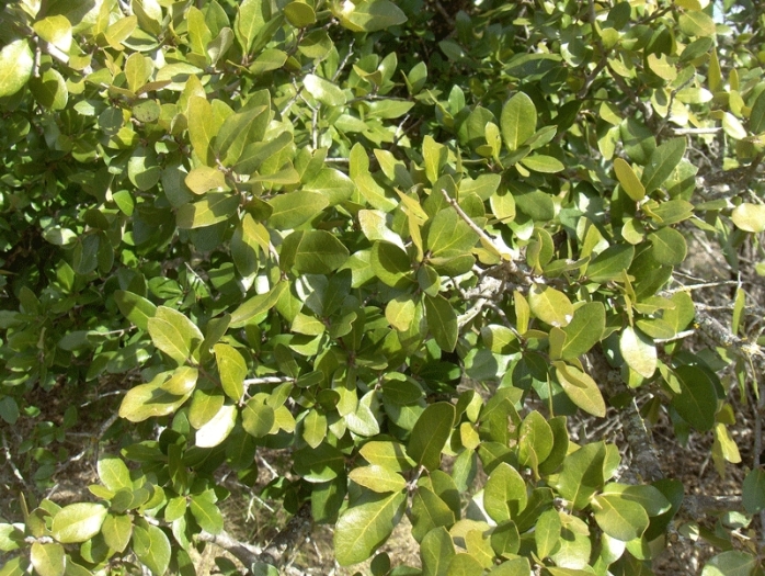 Quercus fusiformis image