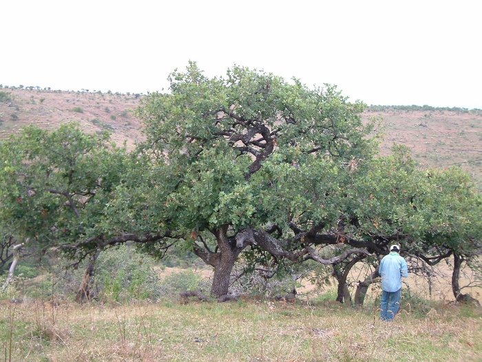 Quercus glaucoides image