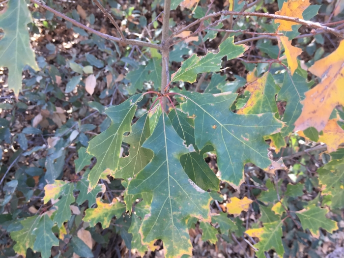 Quercus gravesii image