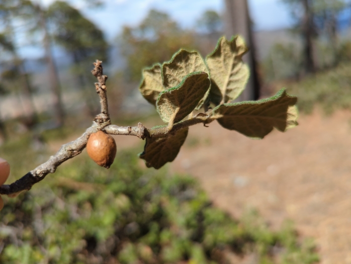 Quercus greggii image