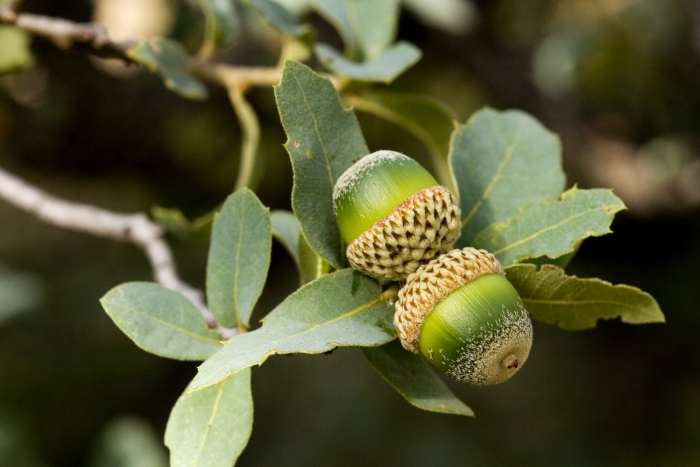 Quercus grisea image