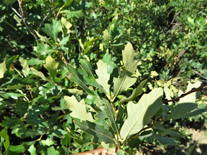 Quercus havardii image