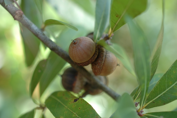 Quercus hemisphaerica image