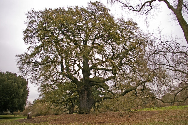 Quercus hispanica image