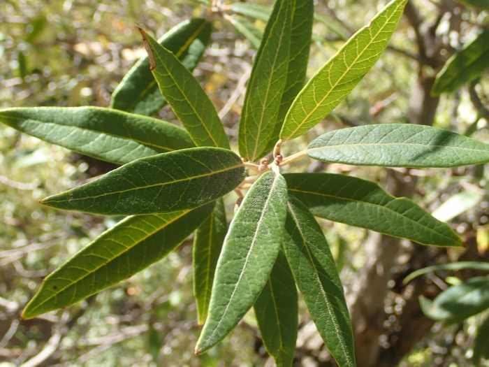 Quercus hypoleucoides image