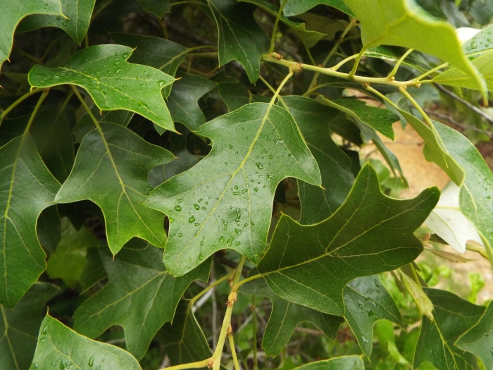 Quercus ilicifolia image
