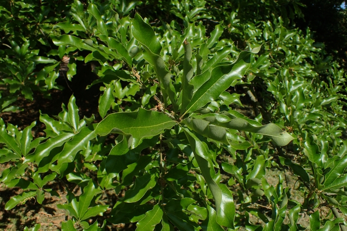 Quercus imbricaria image