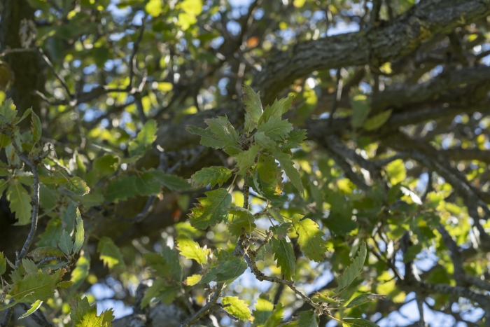 Quercus ithaburensis image