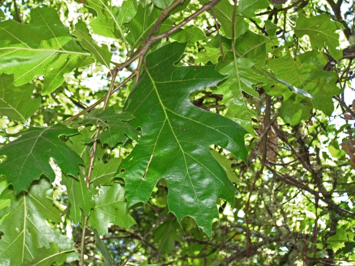 Quercus kelloggii image