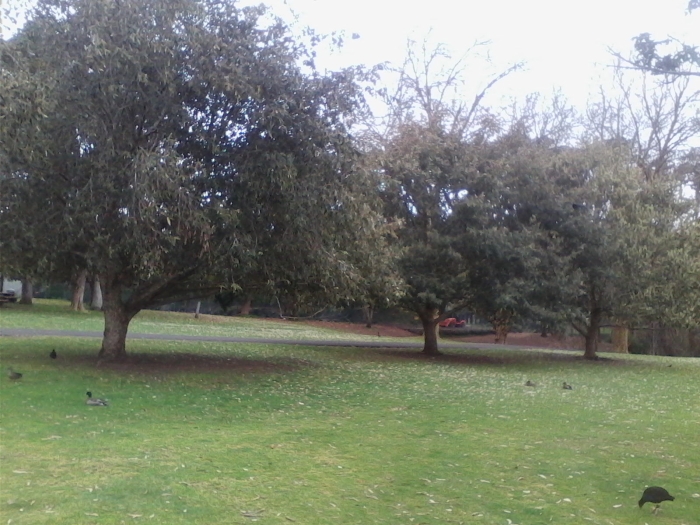 Quercus lanata image