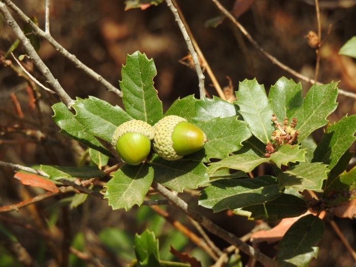 Quercus lusitanica image