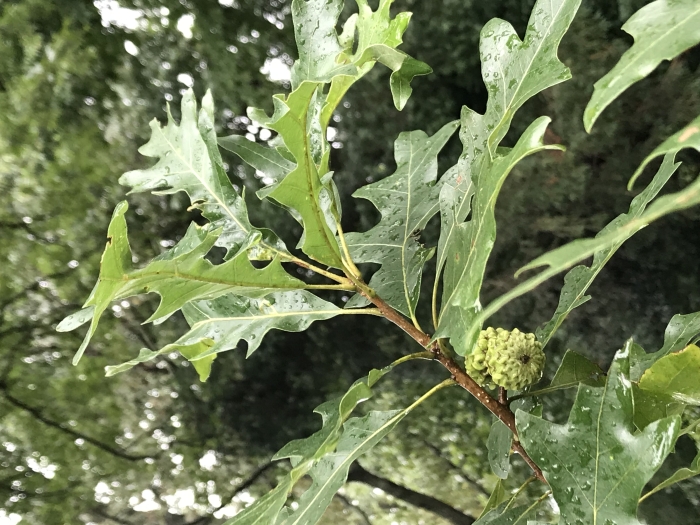 Quercus lyrata image