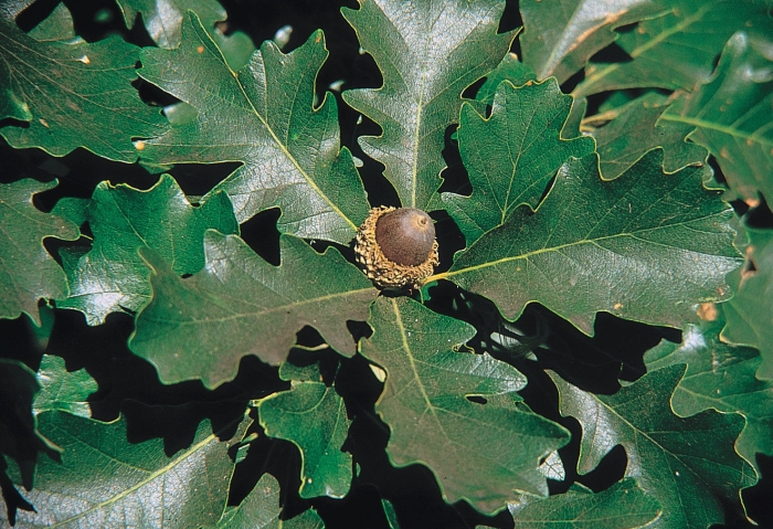 Quercus macrocarpa image