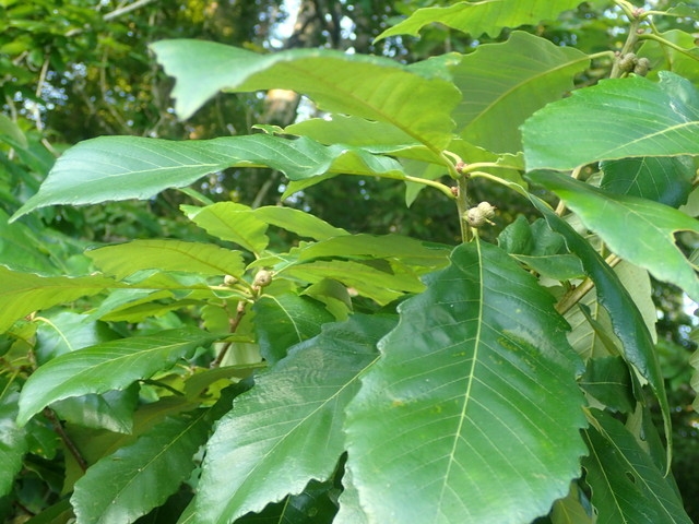 Quercus michauxii image