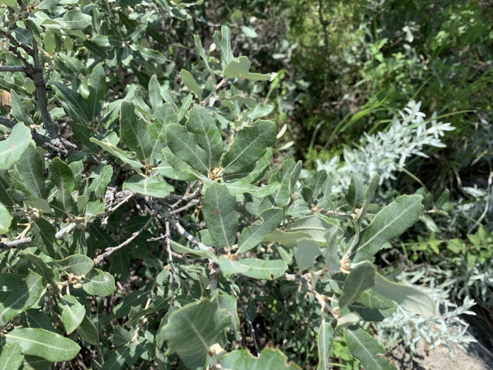 Quercus mohriana image