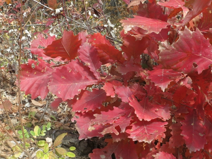 Quercus mongolica image