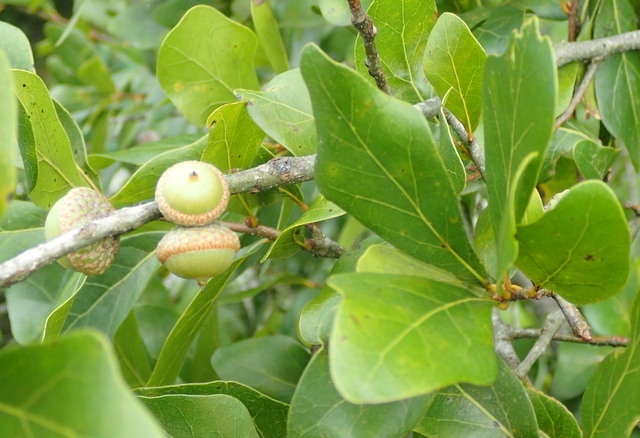 Quercus myrtifolia image