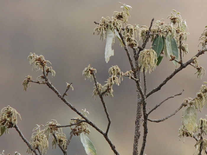 Quercus oblongata image