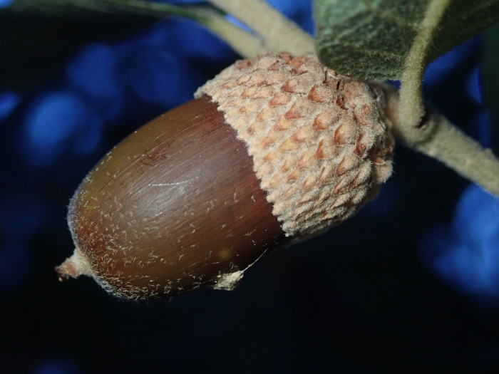 Quercus oblongifolia image